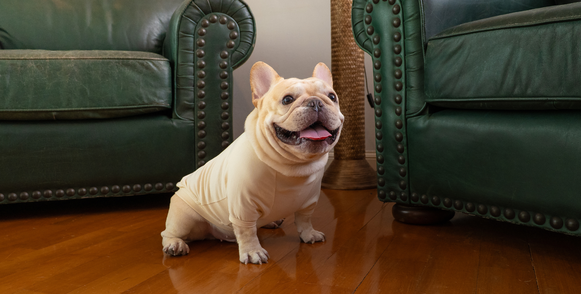 Comfort First: Why Minimalist Designs Work for Bulldogs