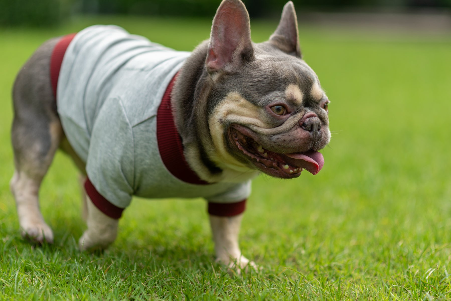 Dark Cozy Doggy Companion Hoodie