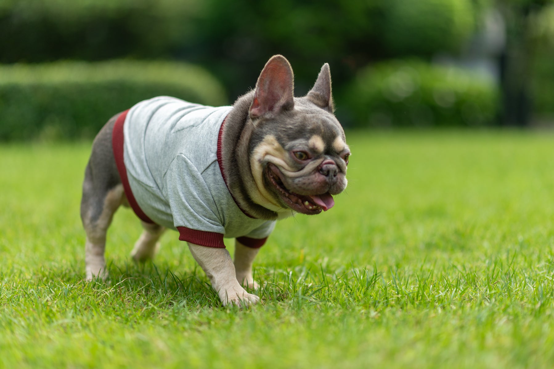 Dark Cozy Doggy Companion Hoodie