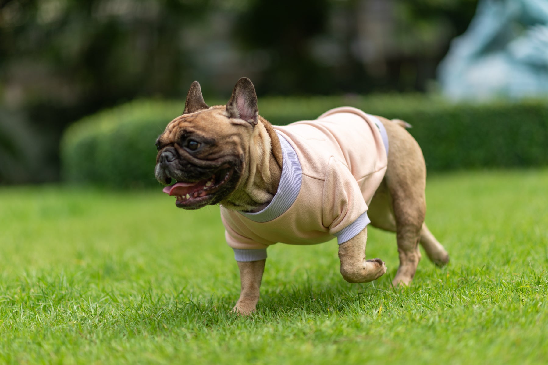 Playful Comfort Jumper