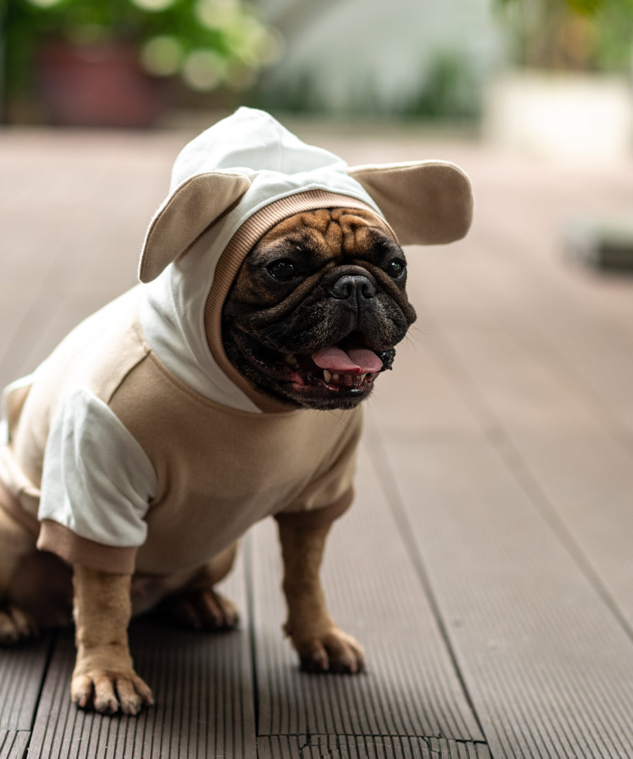 Cozy Mocha Mousse Doggy Hoodie