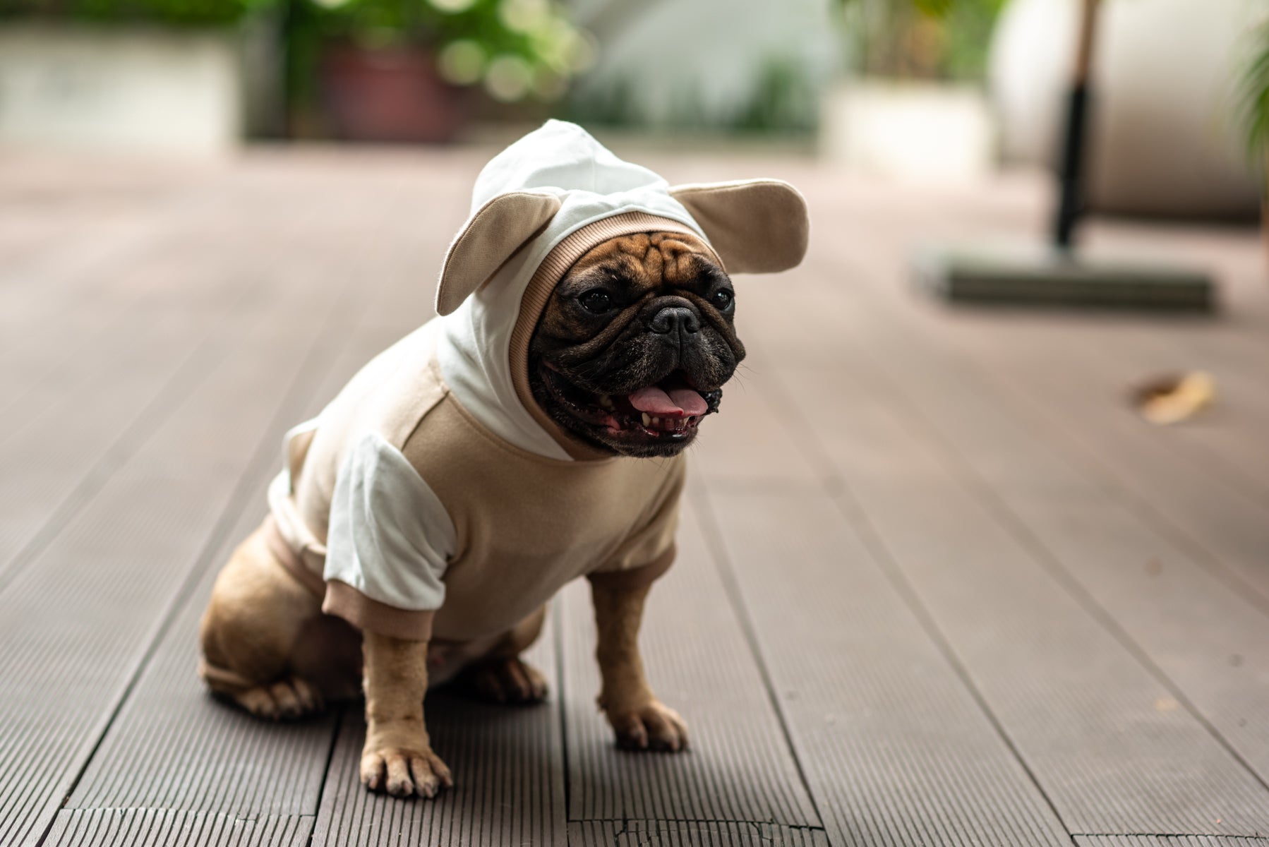 Cozy Mocha Mousse Doggy Hoodie