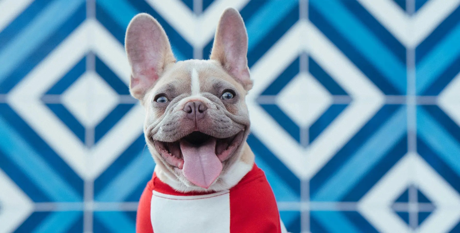 Why Frenchies Are the Best Dog: 7 Reasons to Love This Adorable Breed