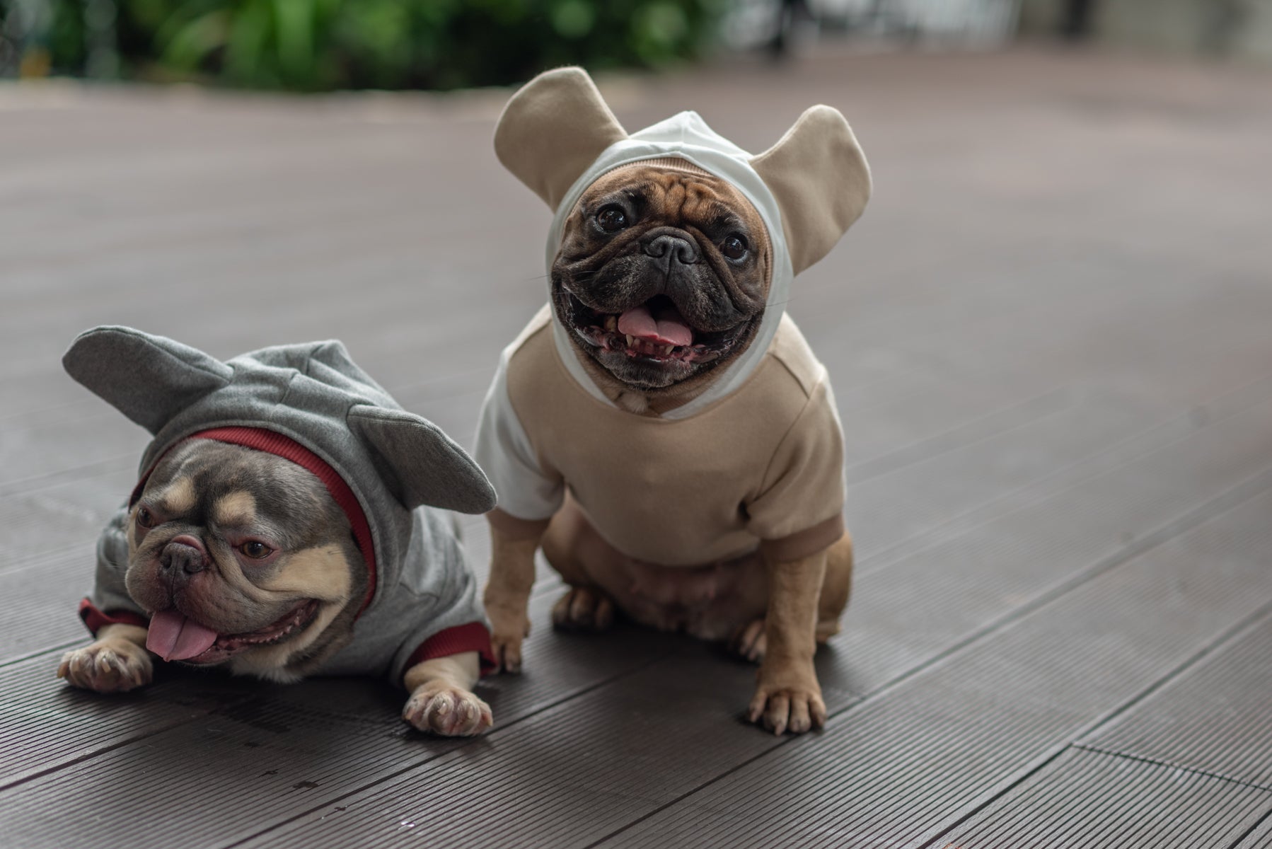 Cozy Mocha Mousse Doggy Hoodie