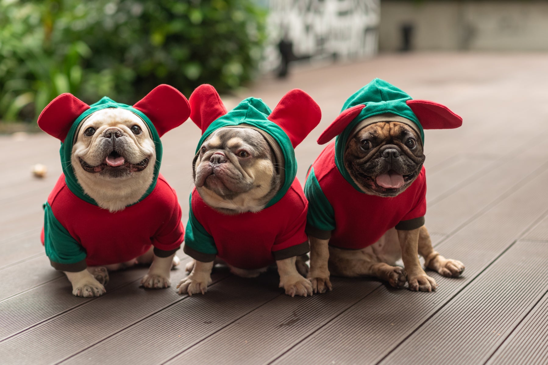 Love Me de Luxe Dog Hoodie