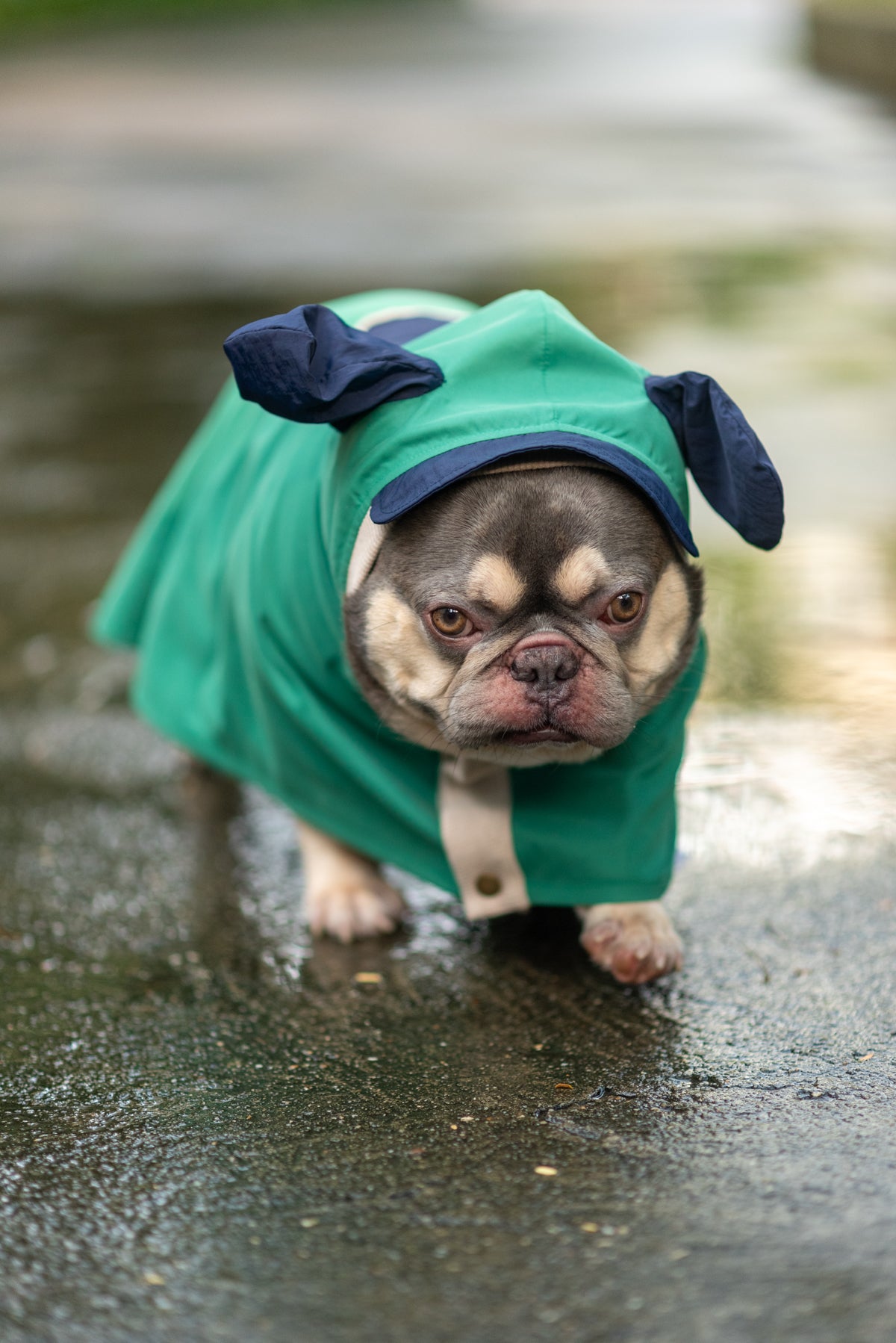 EcoGuard Dark Raincoat